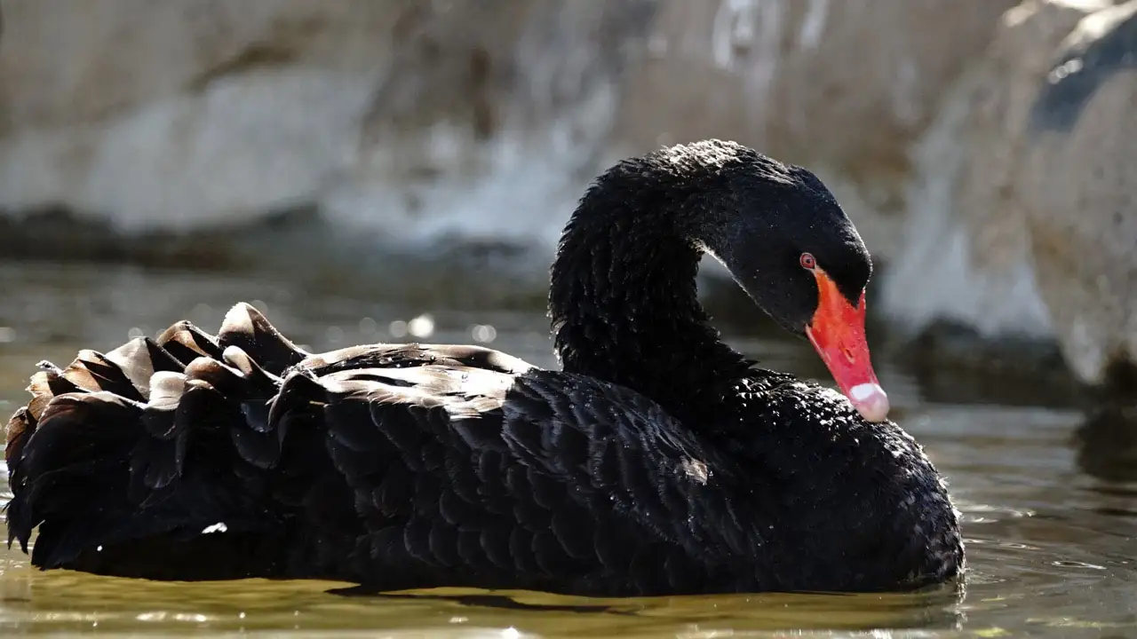 Cygne noir