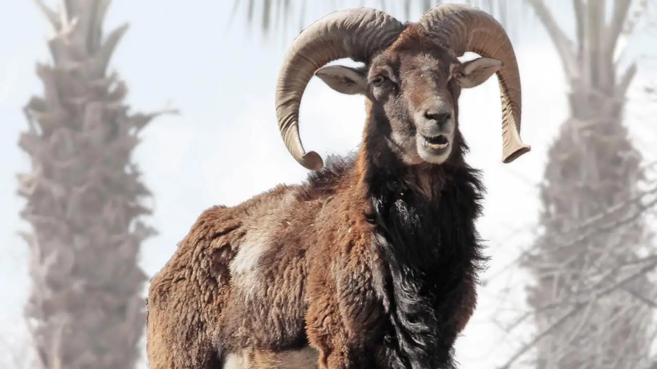 Mouflon