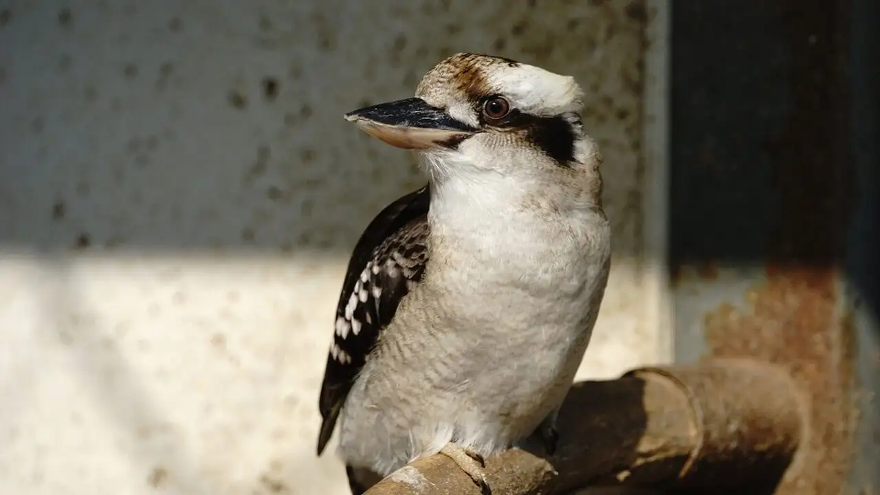 Kookaburra
